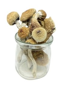 Mungus – Burmese Magic Mushrooms